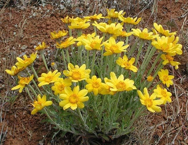 Eriophyllum lanatum Sunflower Oregon Sunshine Eriophyllum lanatum var leucophyllum