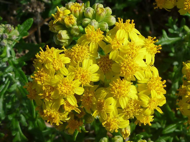 Eriophyllum staechadifolium Seaside Woolly Sunflower Eriophyllum Staechadifolium