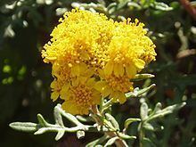 Eriophyllum staechadifolium Eriophyllum staechadifolium Wikipedia