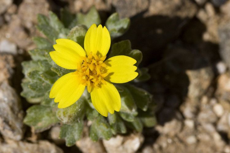 Eriophyllum wallacei SEINet Arizona Chapter Eriophyllum wallacei