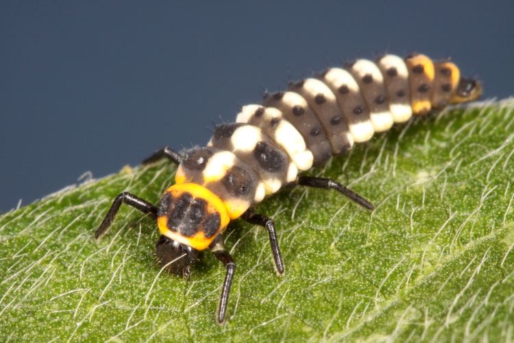 Eriopis connexa Eriopis connexa on soybean in Argentina Beetles In The Bush