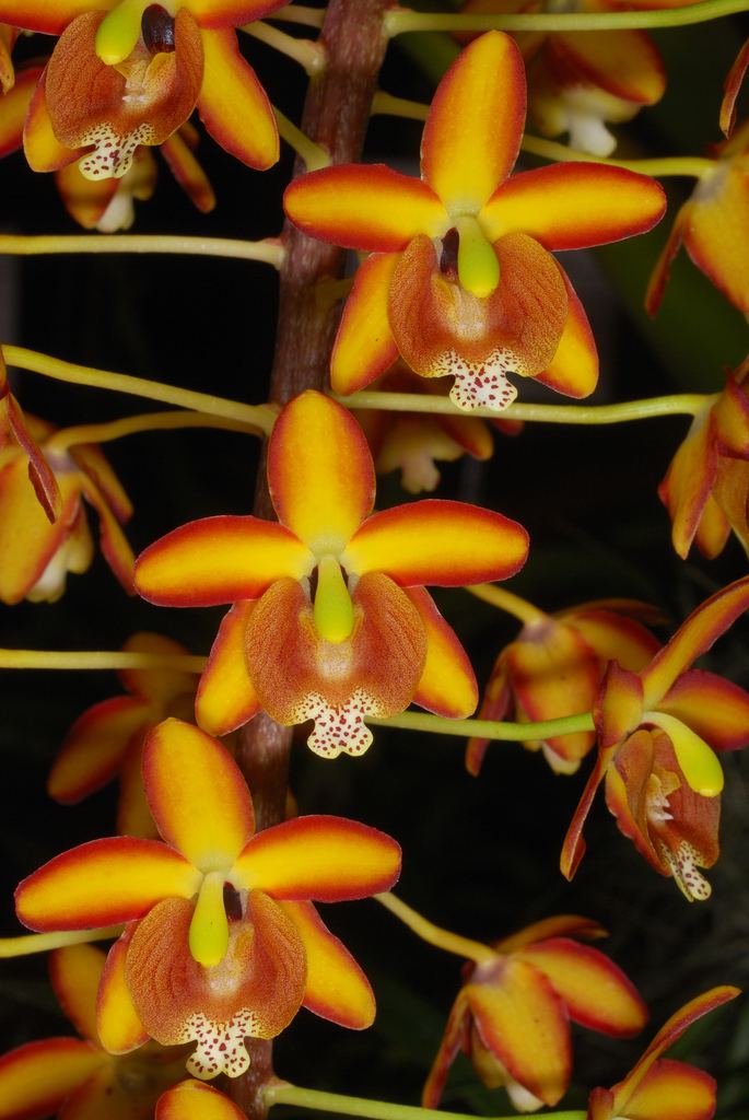Eriopsis wwworchidspeciescomorphotdireriopssceptrumjpg
