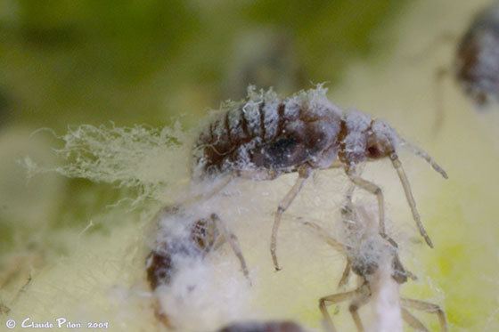 Eriosoma lanigerum Eriosoma lanigerum Woolly apple aphid Aphis lanigerum