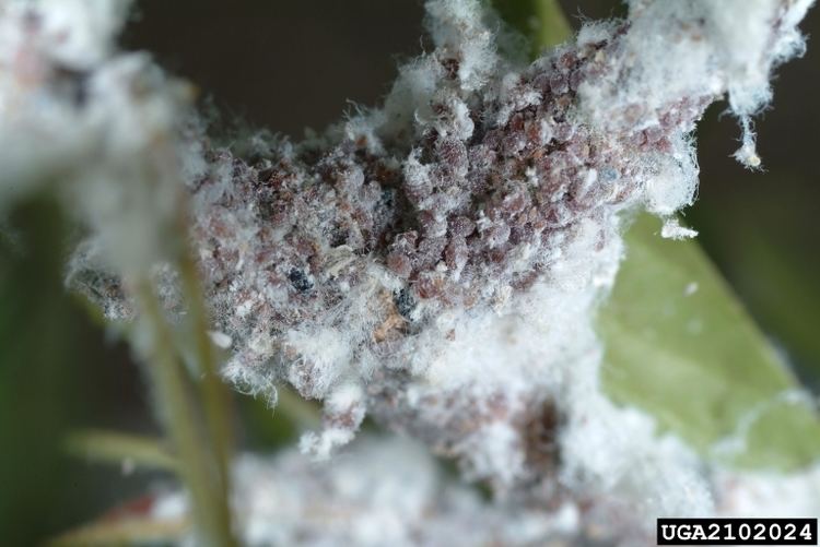 Eriosoma lanigerum Eriosoma lanigerum Woolly apple aphid Aphis lanigerum