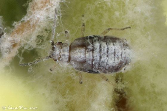 Eriosoma lanigerum Eriosoma lanigerum Woolly apple aphid Aphis lanigerum