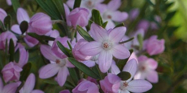 Eriostemon australasius Pink Wax Flower Plant Guide Lifestyle HOME
