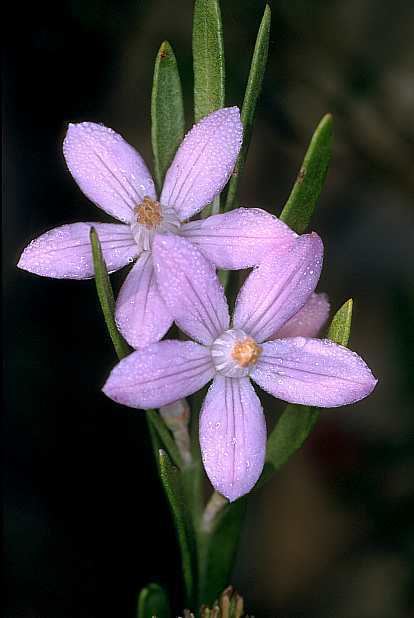 Eriostemon australasius Eriostemon australasius Pink wax flower