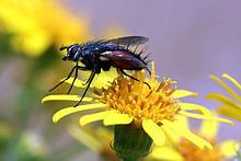 Eriothrix rufomaculata httpsuploadwikimediaorgwikipediacommonsthu