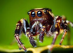 Eris (spider) httpsuploadwikimediaorgwikipediacommonsthu