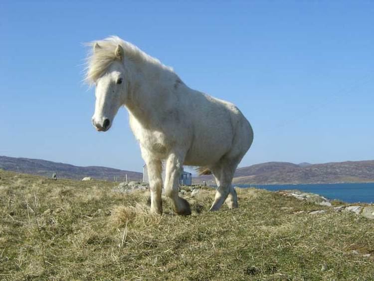 Eriskay Pony Eriskay ponies Isle of South Uist