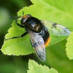 Eristalinae Eristalinae Wikipdia