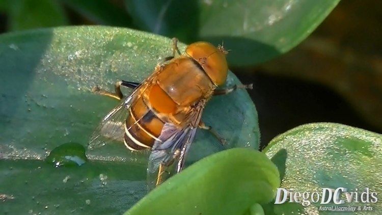 Eristalinae Palpada sp Hoverfly syrphid flies Syrphidae Eristalinae