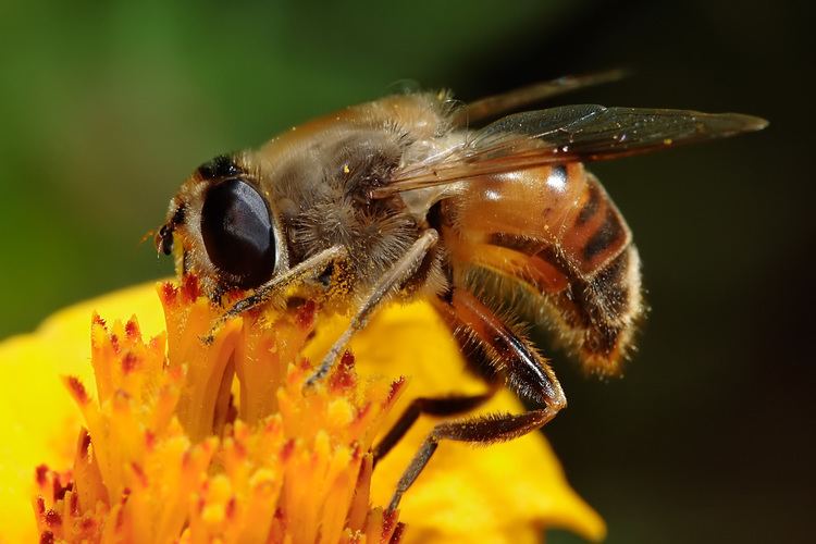 Eristalinae Eristalinae Wikipedia