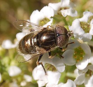 Eristalinus aeneus Eristalinus aeneus Discover Life