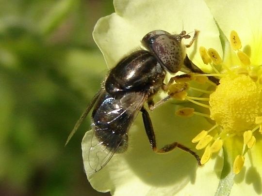 Eristalinus aeneus Syrphid Eristalsis Eristalinus aeneus BugGuideNet