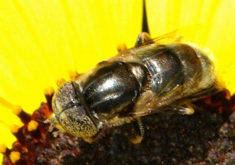 Eristalinus aeneus Hoverfly Eristalinus aeneus