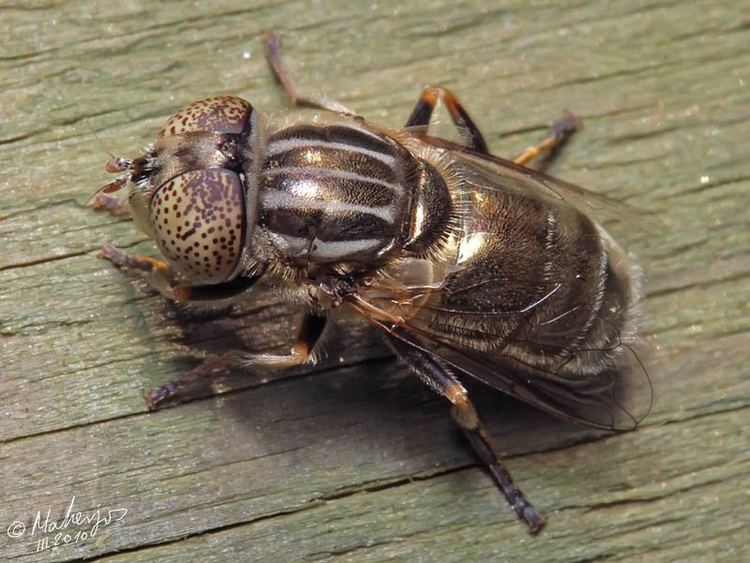 Eristalinus aeneus Eristalinus aeneus Scopoli 1763 Maherjos Flickr