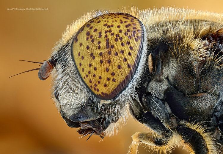 Eristalinus aeneus Eristalinus aeneus by irassMakroFotografie on DeviantArt