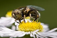 Eristalinus aeneus httpsuploadwikimediaorgwikipediacommonsthu