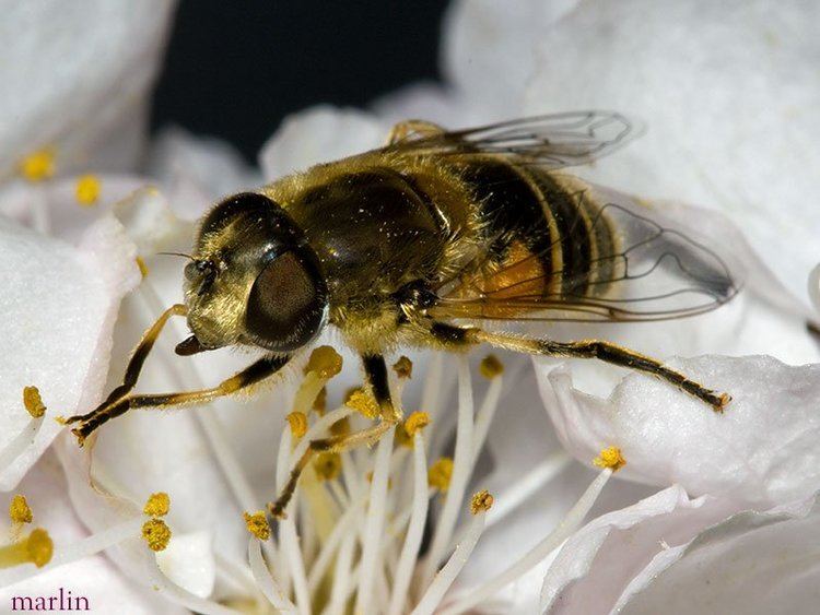 Eristalis arbustorum Syrphid Fly Eristalis arbustorum