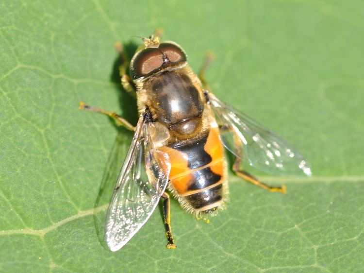 Eristalis arbustorum FileEristalis arbustorum m1JPG Wikimedia Commons