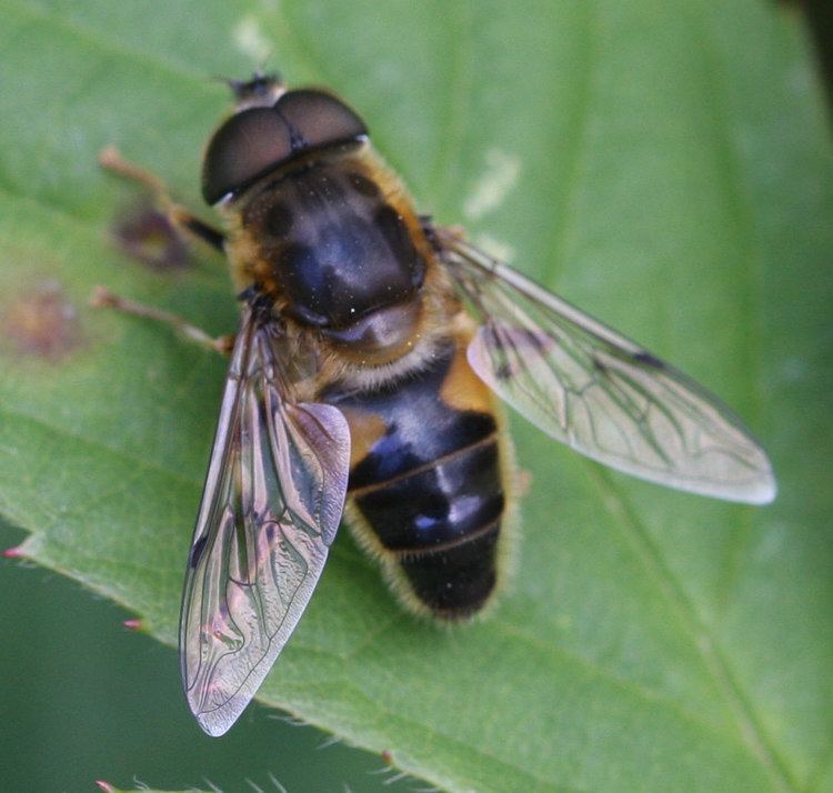 Eristalis pertinax Tapered Drone Fly Eristalis pertinax NatureSpot