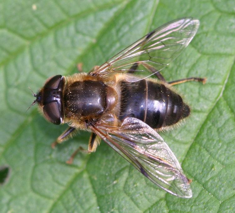 Eristalis tenax Eristalis tenax Drone fly Musca tenax