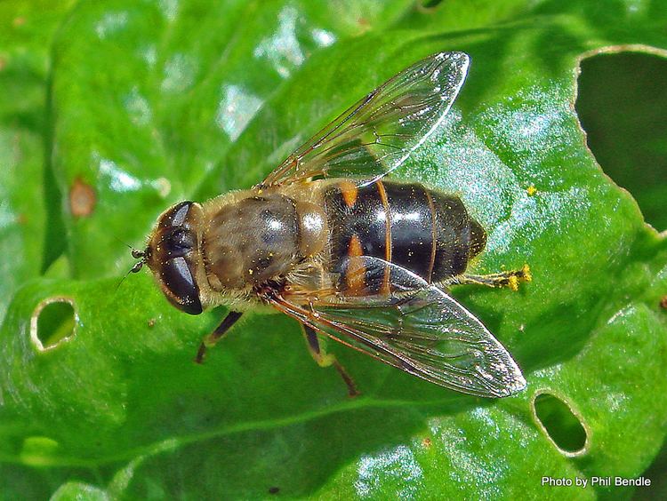 Eristalis tenax TERRAIN Taranaki Educational Resource Research Analysis