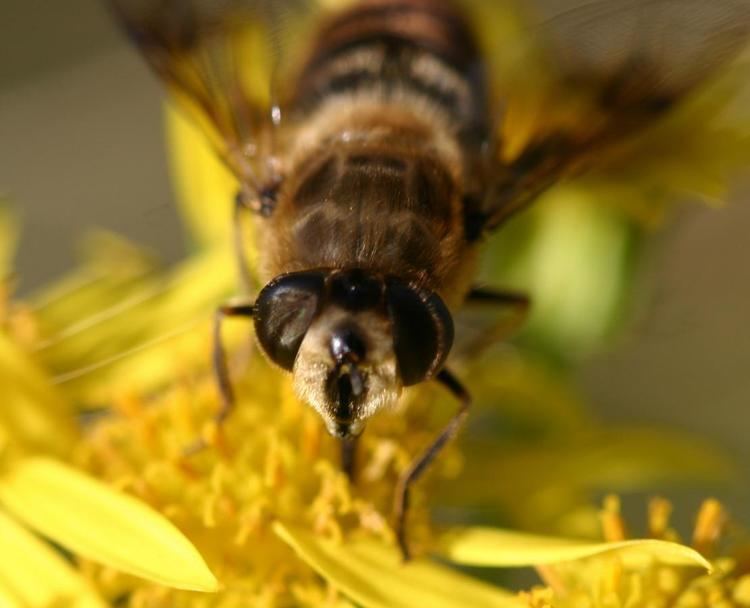 Eristalis tenax Common Drone Fly Eristalis tenax NatureSpot