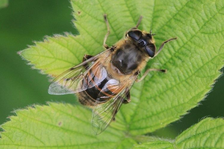 Eristalis tenax Common Drone Fly Eristalis tenax NatureSpot