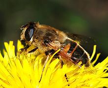 Eristalis tenax httpsuploadwikimediaorgwikipediacommonsthu