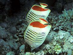 Eritrean butterflyfish httpsuploadwikimediaorgwikipediacommonsthu