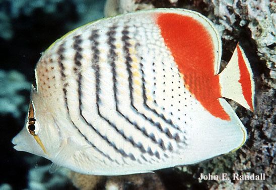 Eritrean butterflyfish Porcupine 33 Vertebrates First sighting of the pearlscale