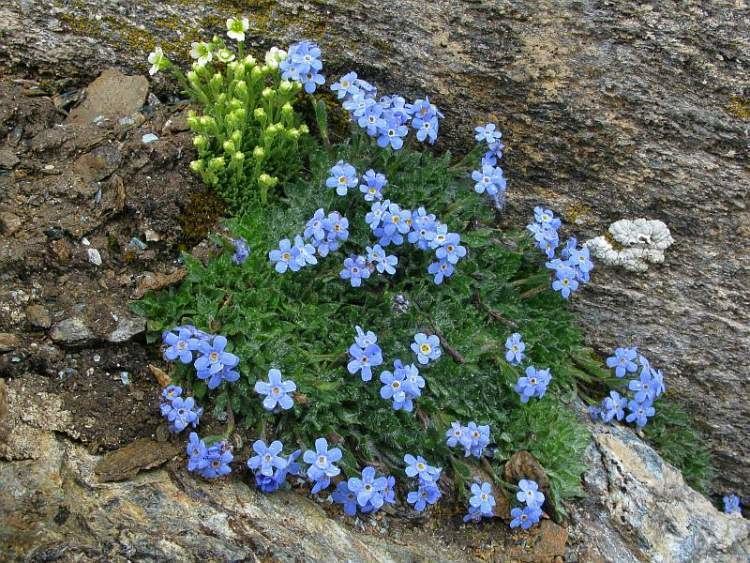 Eritrichium Flora of North America Genus Eritrichium
