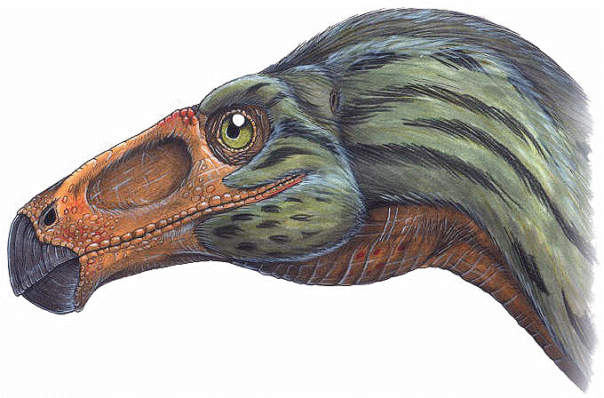 Erlikosaurus Erlikosaurus andrewsi a therizinosaur