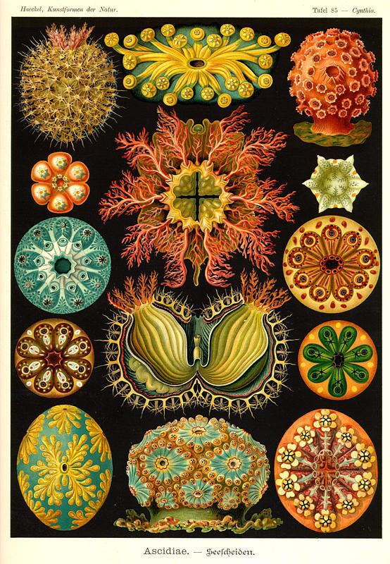 Ernst Haeckel Ernst Haeckel Melt