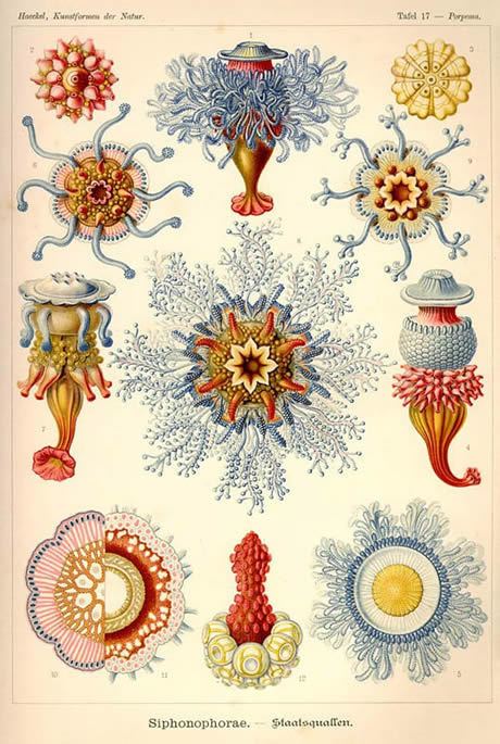 Ernst Haeckel Ernst Haeckel Crochet Coral Reef