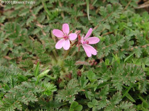 Erodium cicutarium Erodium cicutarium