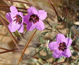 Erodium cicutarium Erodium cicutarium Wikipedia