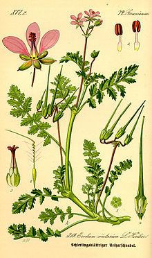 Erodium cicutarium httpsuploadwikimediaorgwikipediacommonsthu