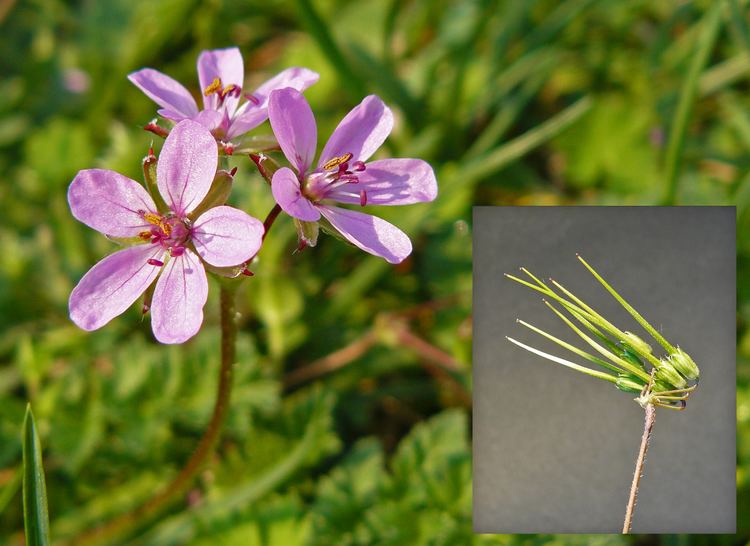 Erodium cicutarium Erodium cicutarium Images Useful Tropical Plants