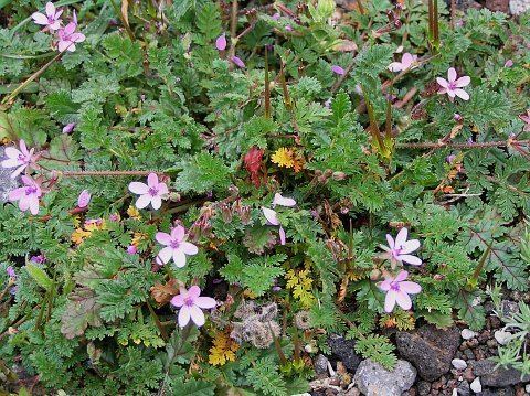 Erodium cicutarium Piante erbacee Erodium cicutarium