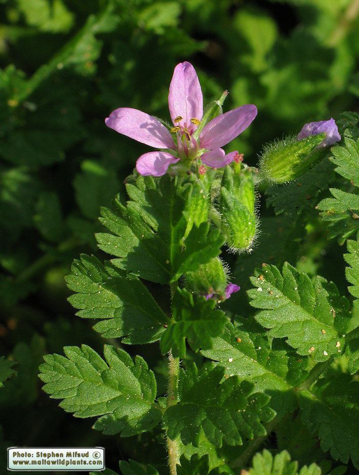 Erodium moschatum Wild Plants of Malta amp Gozo Plant Erodium moschatum Musk Stork39s