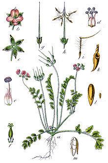 Erodium moschatum httpsuploadwikimediaorgwikipediacommonsthu