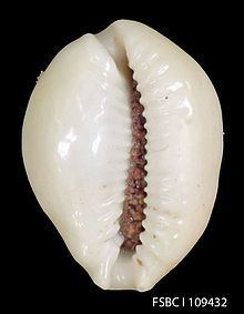 Erosaria acicularis httpsuploadwikimediaorgwikipediacommonsthu