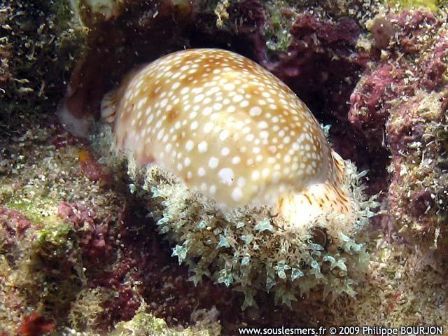 Erosaria erosa SOUS LES MERS Erosaria erosa porcelaine rode