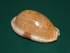 Erosaria erosa Erosaria erosa Wikipdia