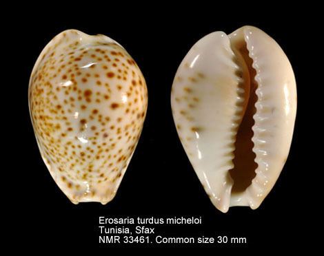 Erosaria turdus HomeNATURAL HISTORY MUSEUM ROTTERDAM Mollusca Gastropoda