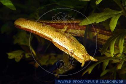 Erpeton tentaculatum Erpeton tentaculatum alias Tentacled Snake Hippocampus Bildarchiv