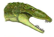 Erpetosuchus httpsuploadwikimediaorgwikipediacommonsthu